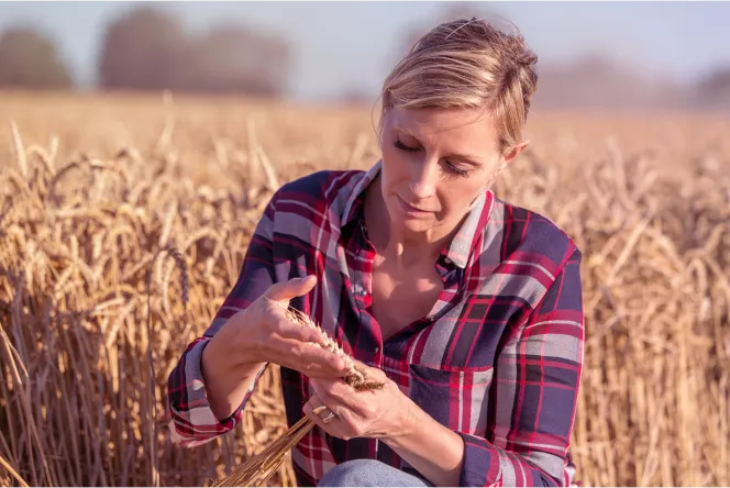 mulher a segurar e avaliar trigo, numa plantação
