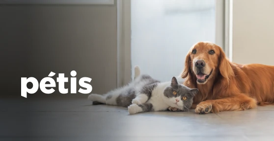 cão e gato deitados, juntos