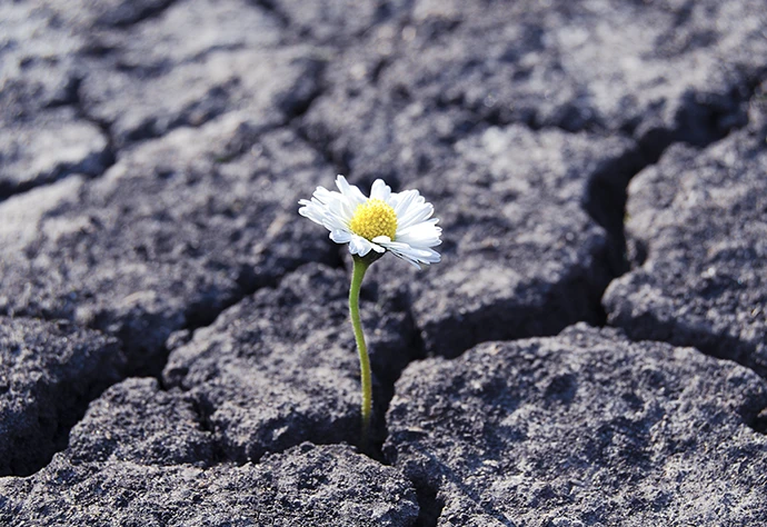 flor a crescer em fenda numa rocha