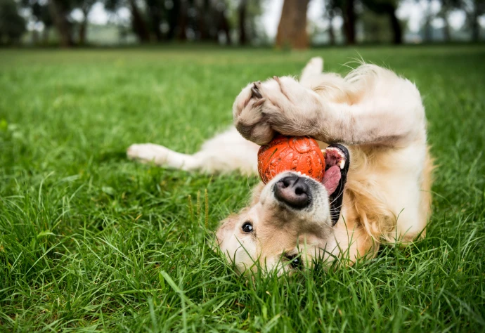 Cão a rebolar na relva enquanto morde uma bola