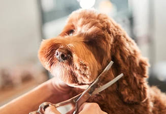 cão a ser tosquiado
