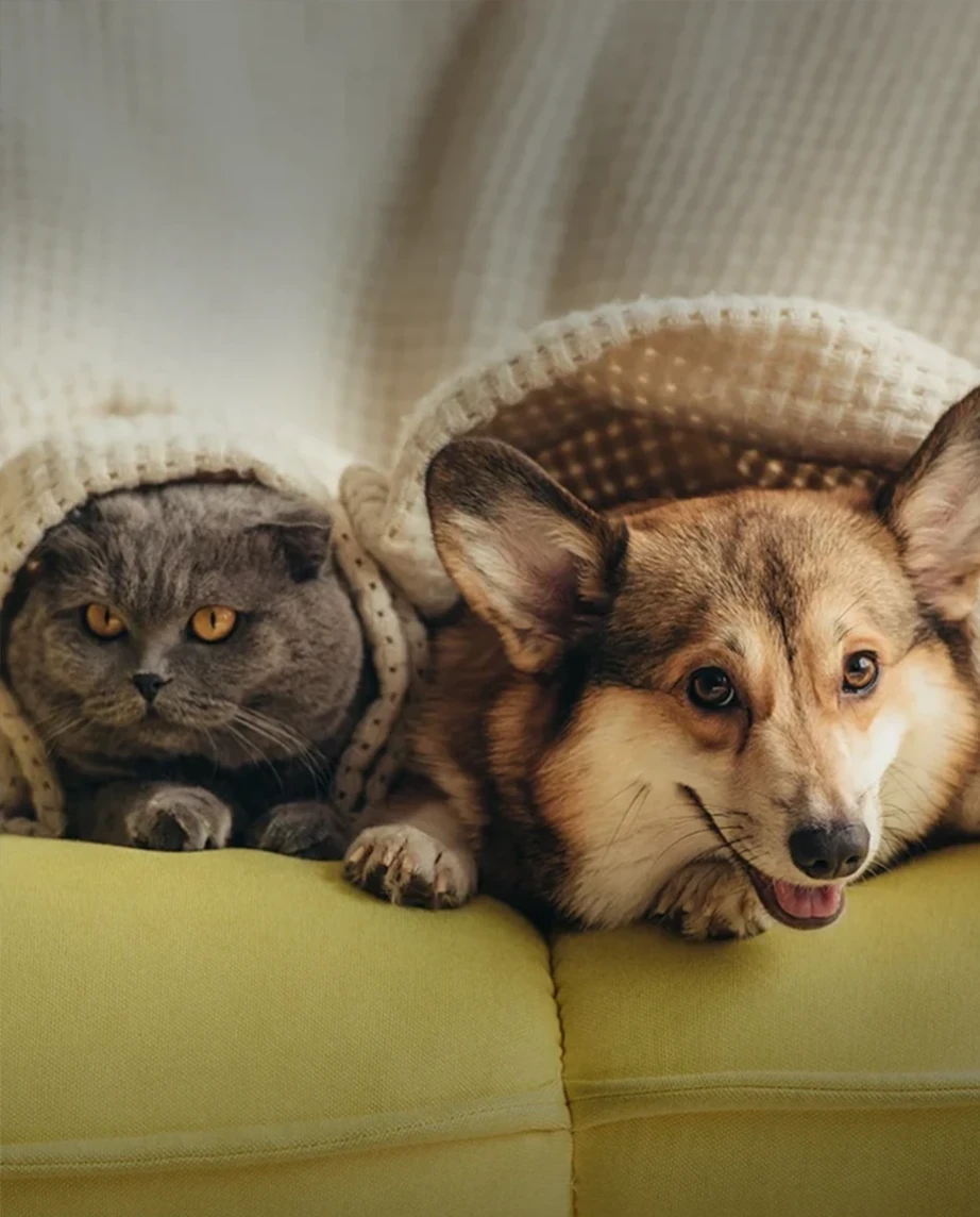 gato e cão, no sofá, com uma manta