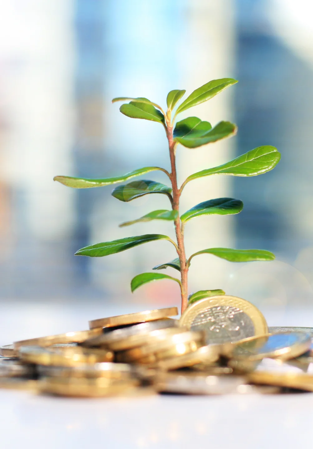 Pequena planta a crescer sobre uma pilha de moedas, simbolizando crescimento financeiro e sustentabilidade