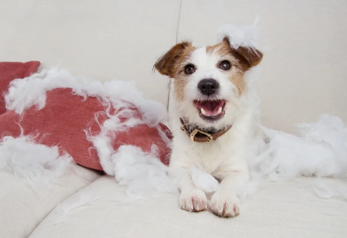 Cão deitado num sofá branco, ao lado de uma almofada, coberto de penas da almofada