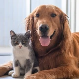 Um gato cinzento e branco em pé a encostado a um cão golden retriever que está deitado, em frente a janela de casa