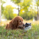 Cão e gato sentados na relva