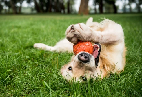  Cão a rebolar na relva enquanto morde uma bola