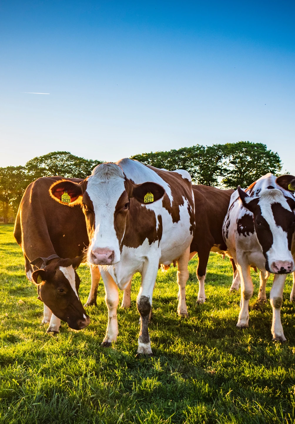 Rebanho de vacas num pasto