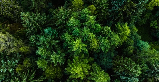 Aerial view of a dense pine forest