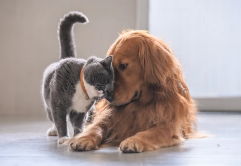 Um gato cinzento e branco em pé a encostar o seu focinho ao focinho de um cão golden retriever