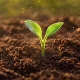 pequena planta a nascer do solo, com duas folhas verdes jovens