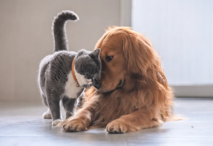 Um gato cinzento e branco em pé a encostar o seu focinho ao focinho de um cão golden retriever