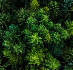 Aerial view of a dense pine forest